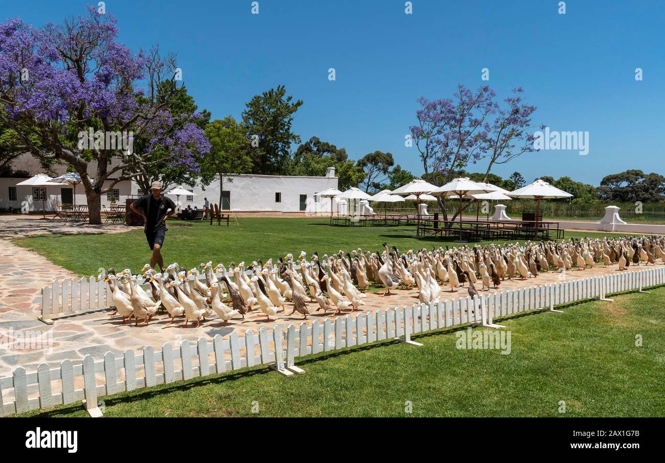 Faure, Stellenbosh, South Africa. 2019. The flock of Indian Runner ducks waddle past the