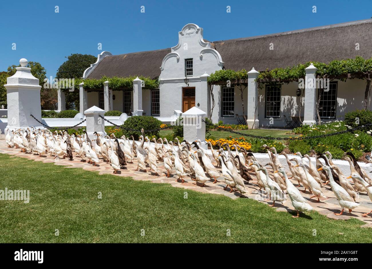 Faure, Stellenbosh, South Africa. 2019. A flock of Indian Runner ducks
