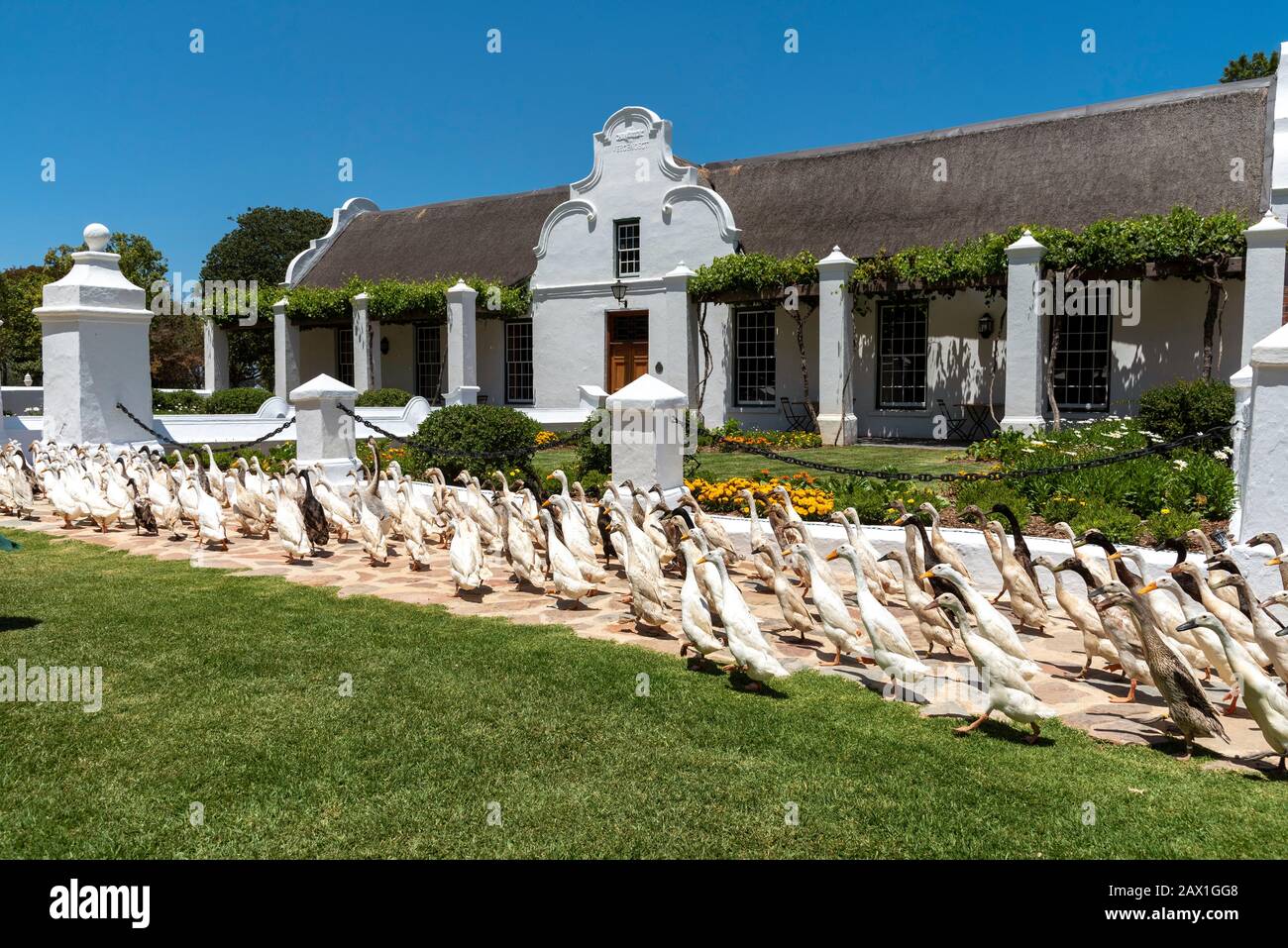 Faure, Stellenbosh, South Africa. 2019. A flock of Indian Runner ducks