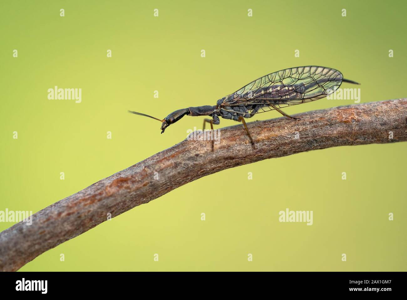 Female of the snakefly Phaeostigma notata in Czech Republic Stock Photo