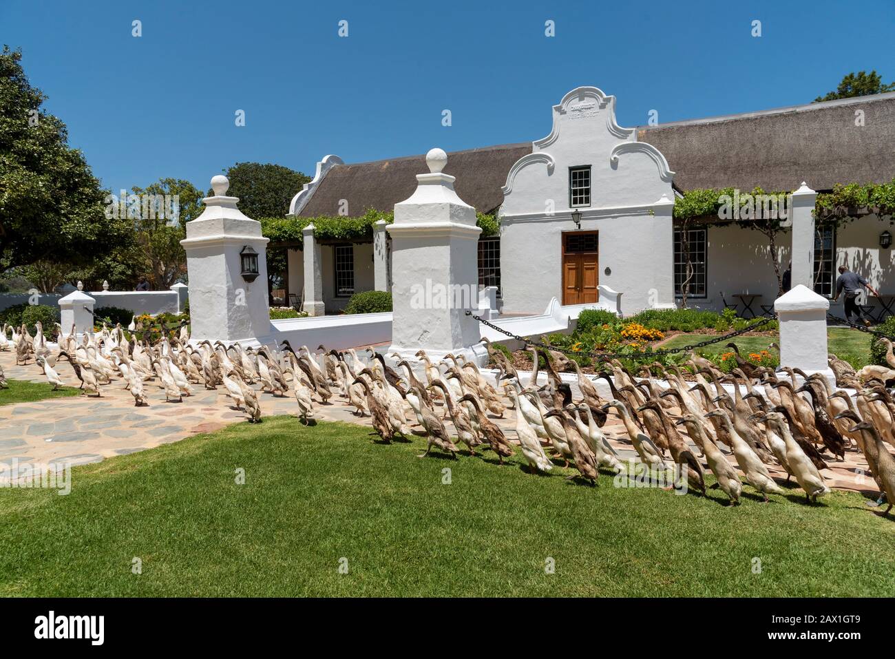 Faure, Stellenbosh, South Africa. 2019. A flock of Indian Runner ducks