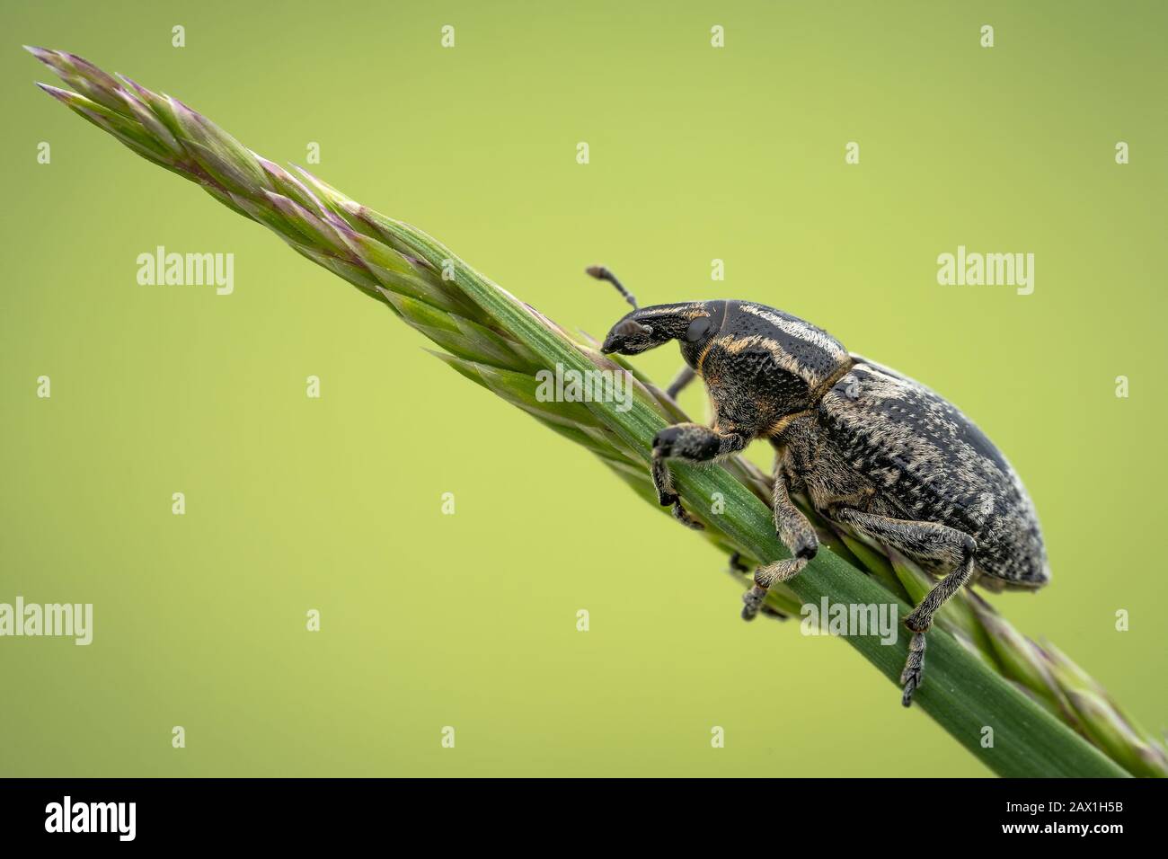 Beetle Pseudocleonus cinereus sitting on blades of grass in Czech Republic Stock Photo