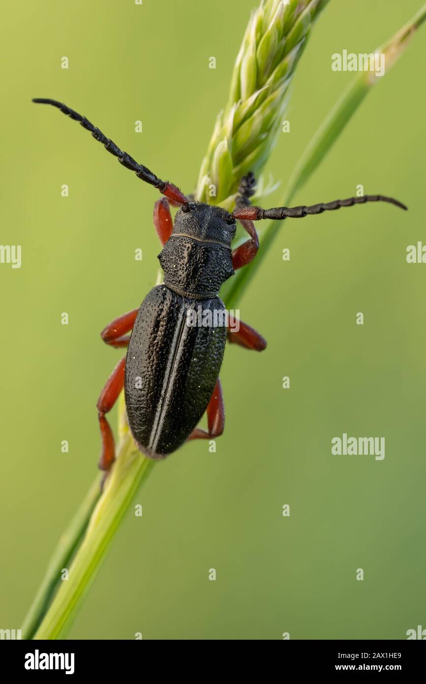 A ground living longicorn beetle Dorcadion pedestre in Czech Republic Stock Photo