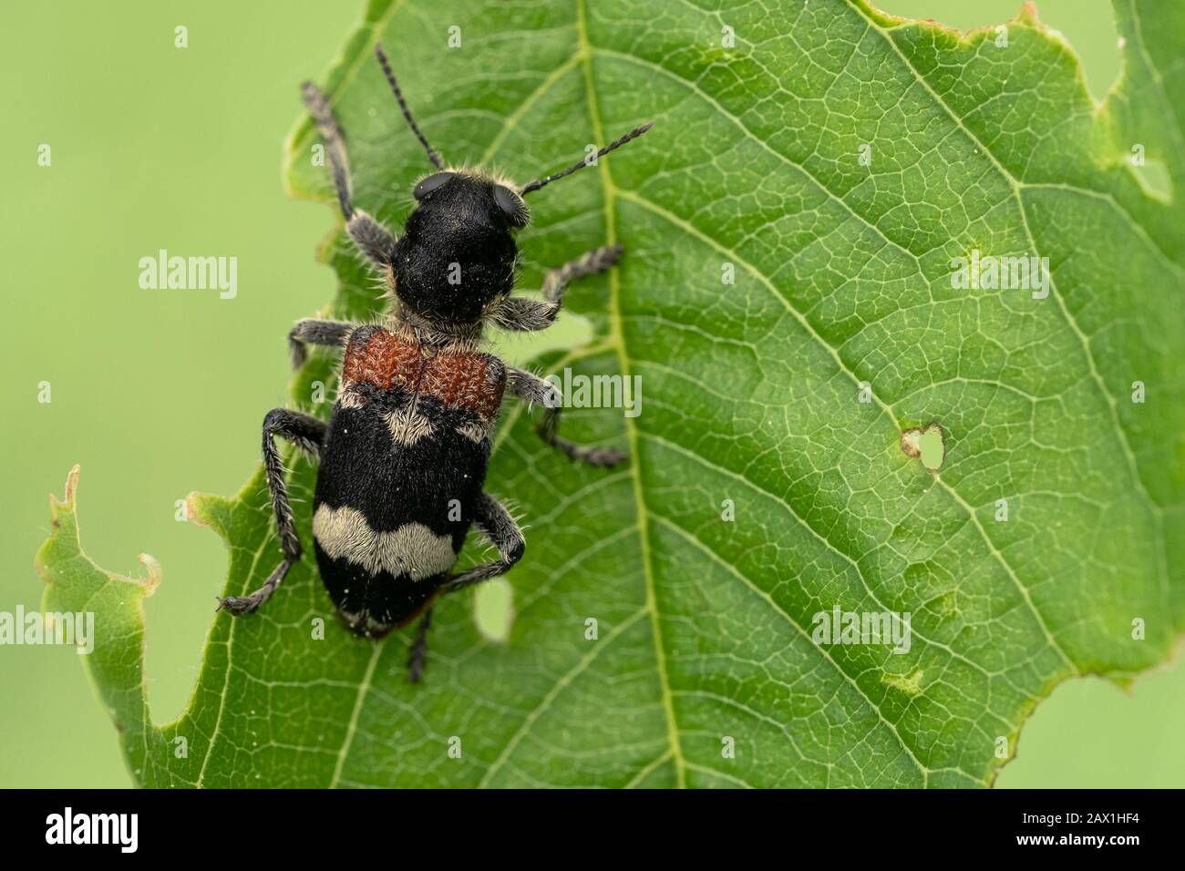 Beetle Clerus mutillarius sitting on a leaf in Czech Republic Stock Photo