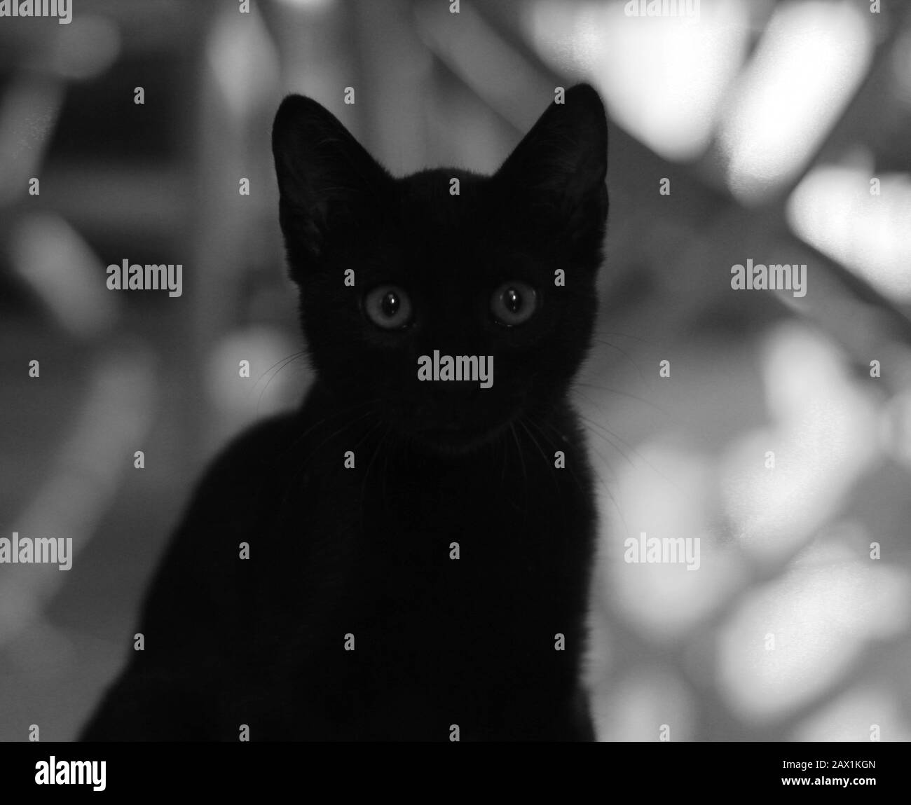 black cat on unfocused gray artistic background Stock Photo