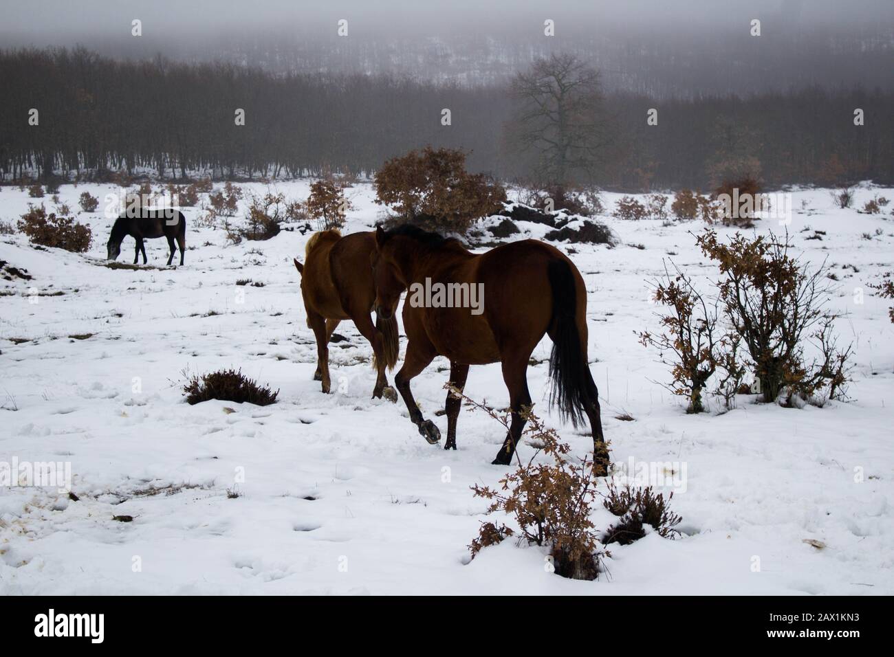 group of horses walking through the snowy forest Stock Photo