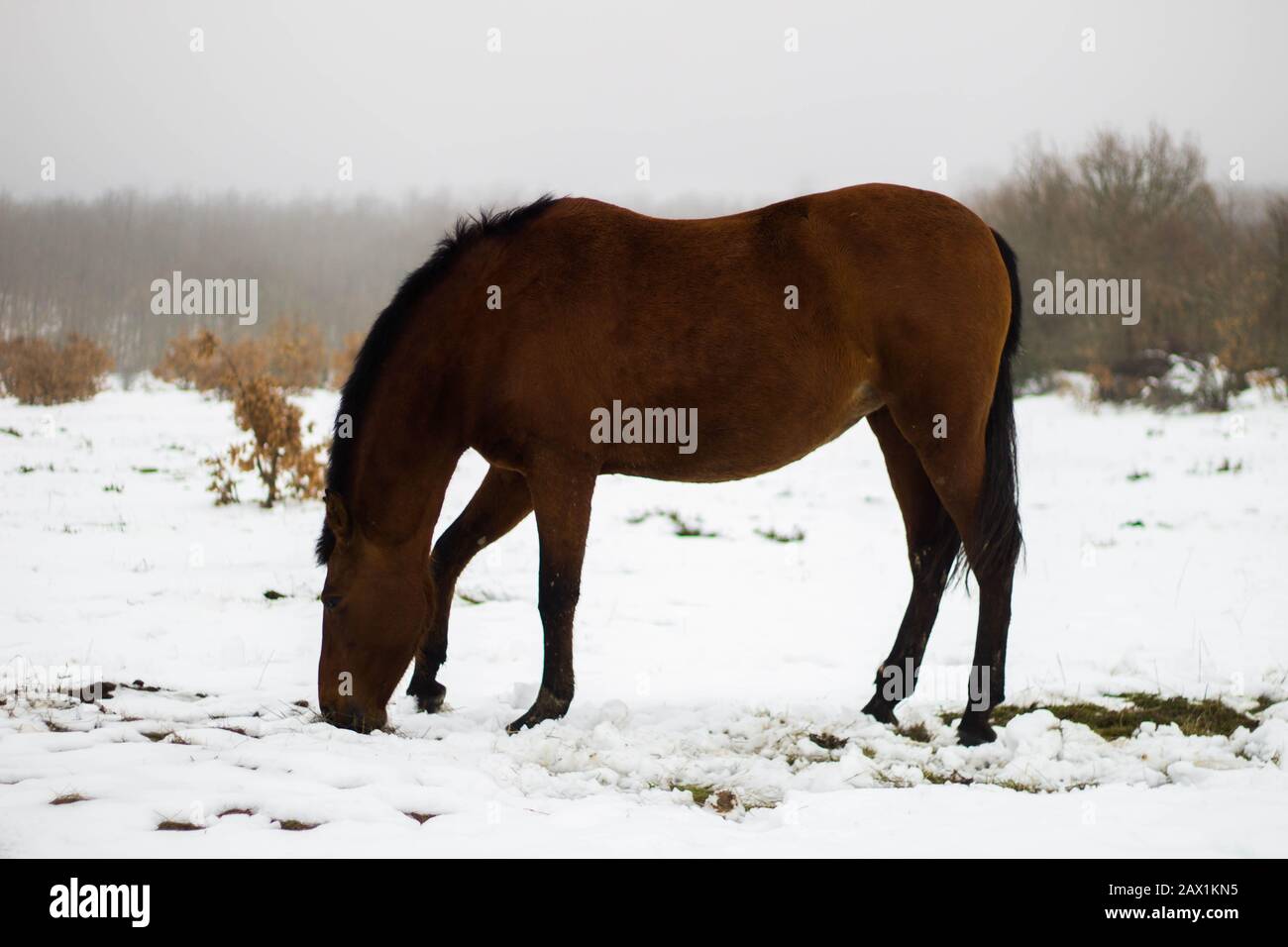 brown horse eating in the snow Stock Photo