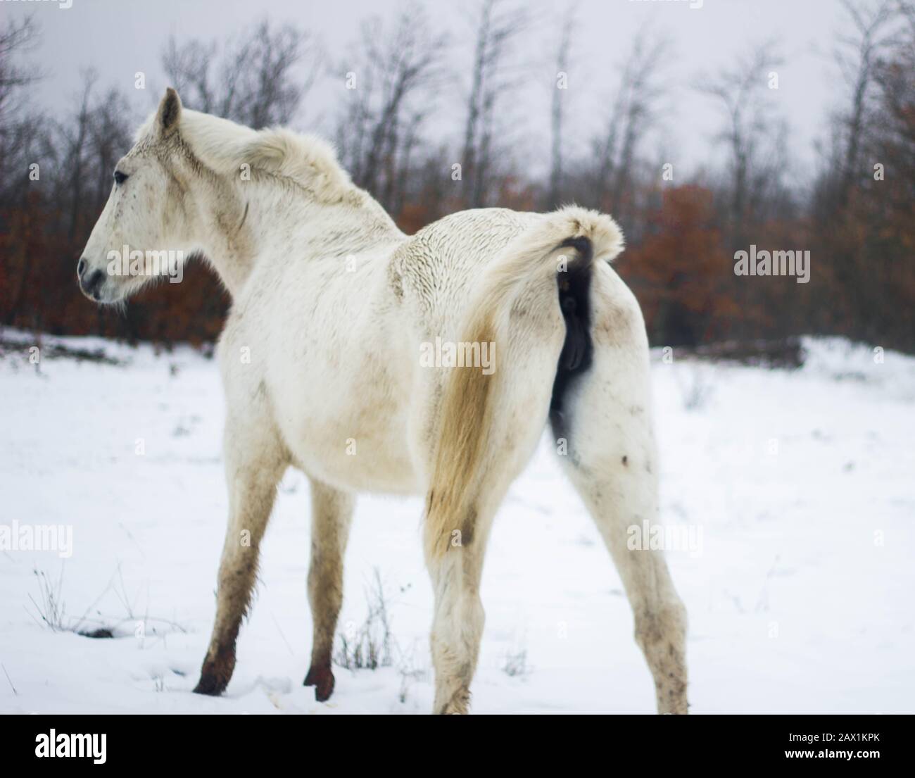 white horse in the snow on its back with its tail up Stock Photo