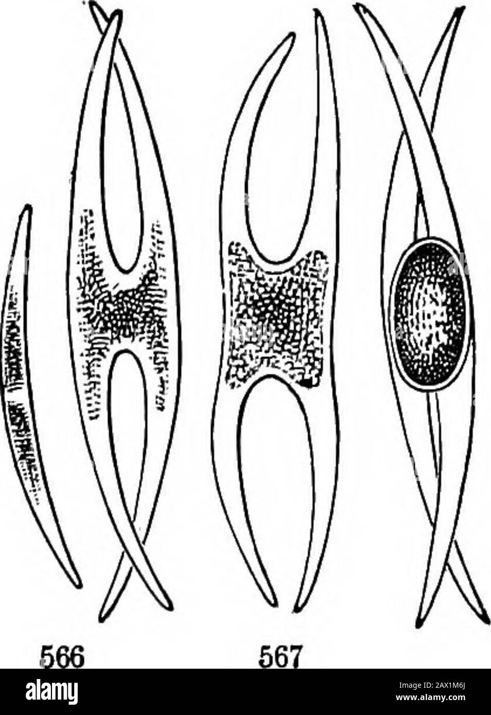 The elements of botany for beginners and for schools . a cell of each thread bulge or grow out, and unite when they meet; thecell-wall partitions between them are absorbed so as to open a free commu-nication ; the spiral band of green matter in both cells breaks up; the wholeof that of one cell passes over into the other; and of the united contentsa large green spore is formed. Soon the old cells decay, and the spore Fig. 564. The growing end of a branching Conferva (Cladophora glomerata),much magnified; showing how, by a kind of budding growth, a new cell is formedby a cross partition separat Stock Photo