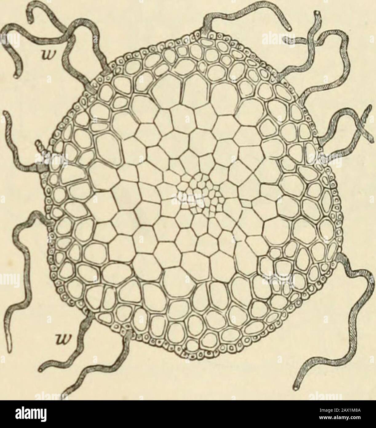 Text-book of botany, morphological and physiological . Fig. 69.—Transverse section of the stem of Bryumroseuvi (X90): w root-hairs formed by the develop-ment of single cells of the outermost cell-layer. Fig. 68.—Receptacle of Boletus flavidiis in longitudinal section slightly magnified ; st stipes : hu pUeus. hy hymenium ; -v velum;h cavity beneath the hymenium;yprolongation of the hymenial layer on the stipes; Aif the separable yellow skin of thepileus. the cortical tissue of many Lichens, the outer layers of the peridia in Gastromycetesand Pyrenomycetes; in the pileus of many Hymenomycetes, Stock Photo