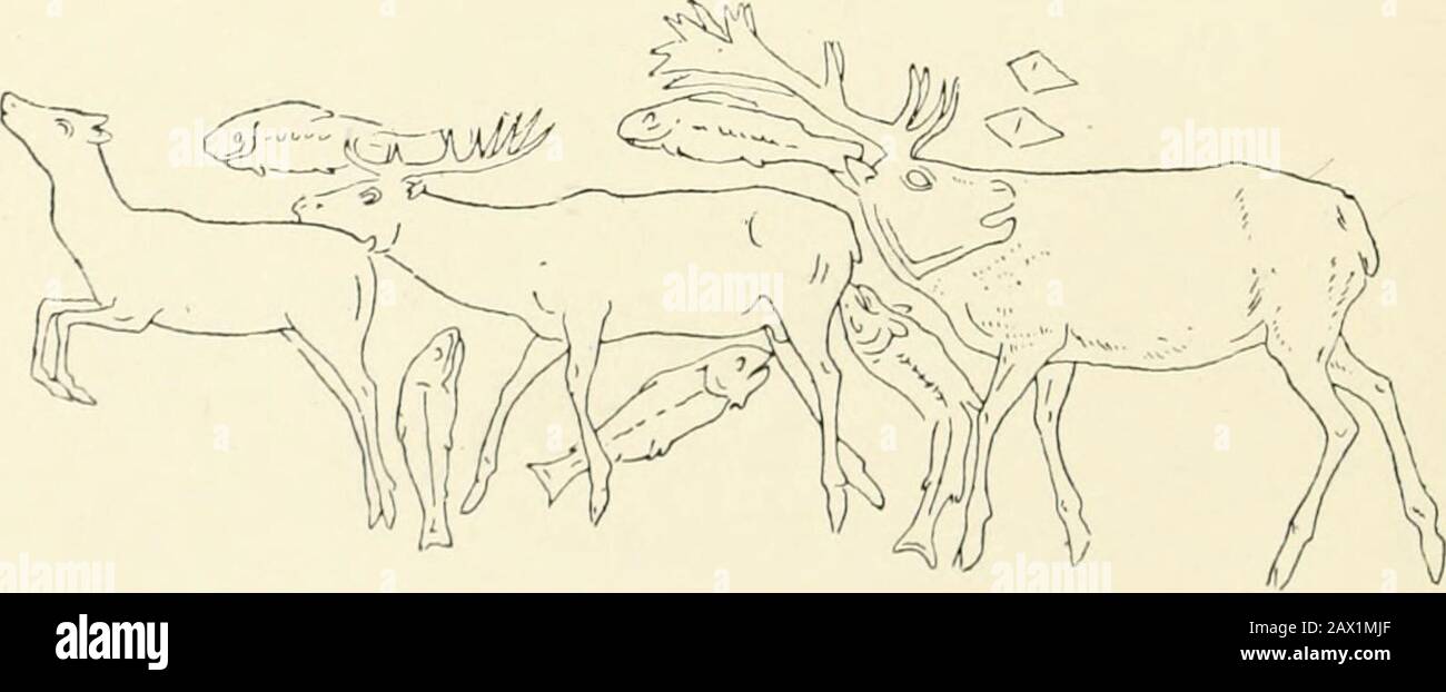 An introduction to the study of prehistoric art . Fig. 75.—Engraving on an antler. Lorthet. ventured to suggest were the signature of the artist. Thisclever sketch is all the more remarkable since it is engravedall round part of an antler. This and other similarly. Fiu. 76.—Suggested restoration of the Lorthet engraving. executed work, such as the reindeer of Thayngen alreadydescribed, fully justify M. Piettes remark that Leshommes des temps glyptiques possddaient merveilleuse-ment la faculte de se representer un objet grave dont ils PALEOLITHIC ART 59 Stock Photo