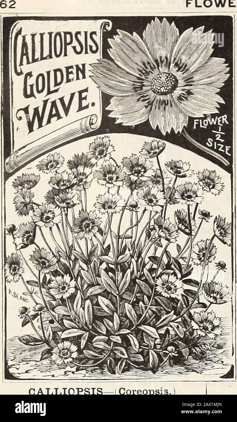 AWLivingston's Sons seed annual . owers 5 Orange King — New, very large double dark orange-red flowers 10 Pure Cold—Large Sowers, pure golden yellow 10 CHOICE MIXED CAMPANULA. Well-known beautiful hardy herbaceous peren-nials, bearing a great profusion of attractive bellflowers, thriving best in light rich soii; some oftin varieties flower the first season if plantedearly. Carpaticaand Speculum are line for bedsedgiugs and ribbon gardening. SPECULUM A. double blue variety of VenusLooking-Glass, tine for cutting ami bouquets; six inches. in CARPATICA, Mixed Free flowering, blue andwhite mixed, Stock Photo