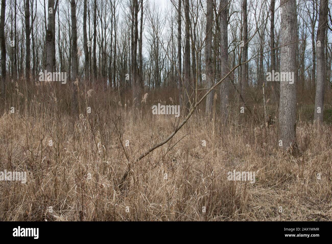 forest in Viennese floodplains in wintertime, Austria Stock Photo