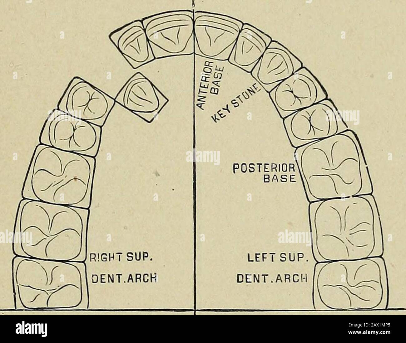 The etiology of osseous deformities of the head, face, jaws and teeth ...