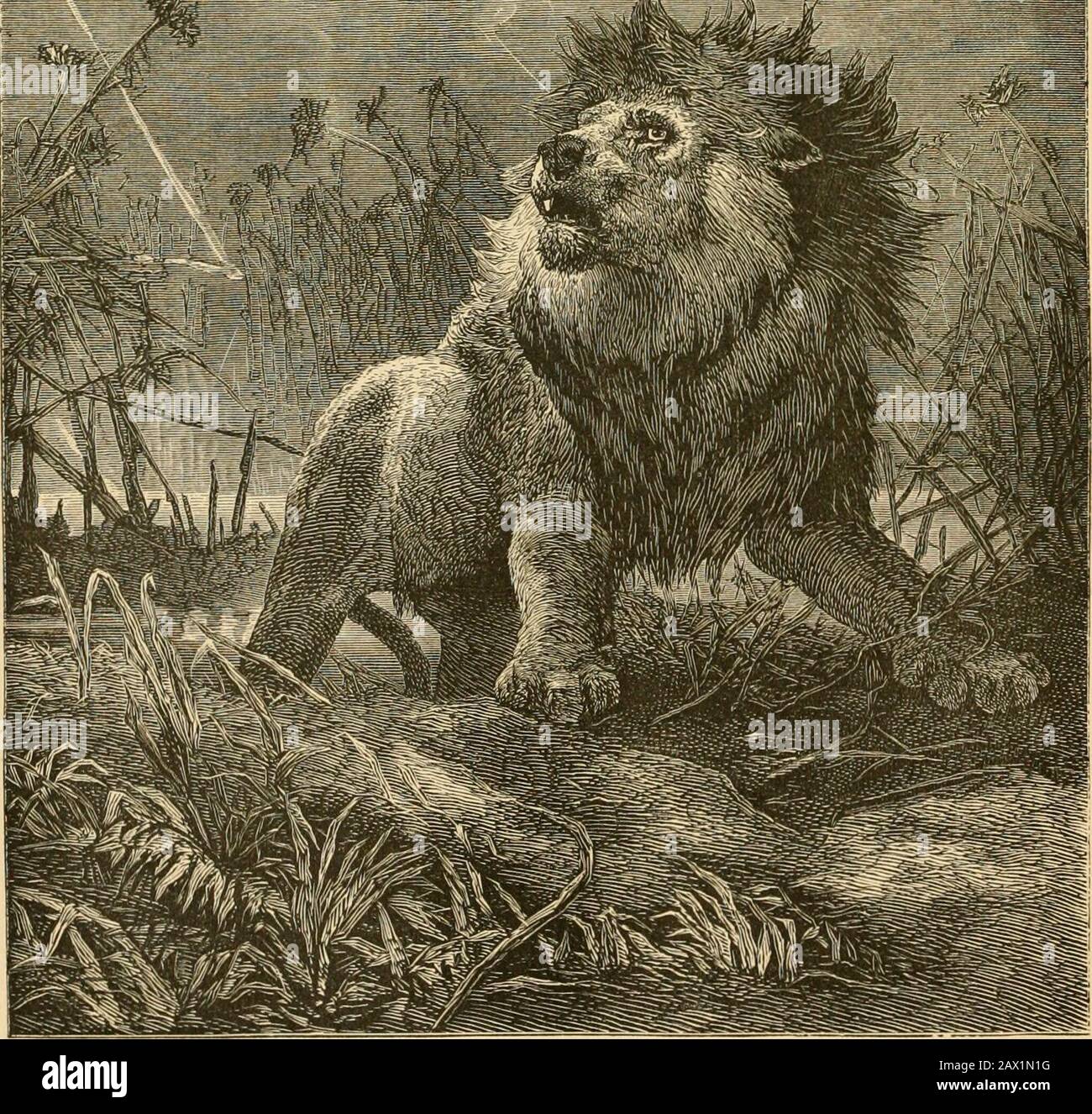 Babylonian lion