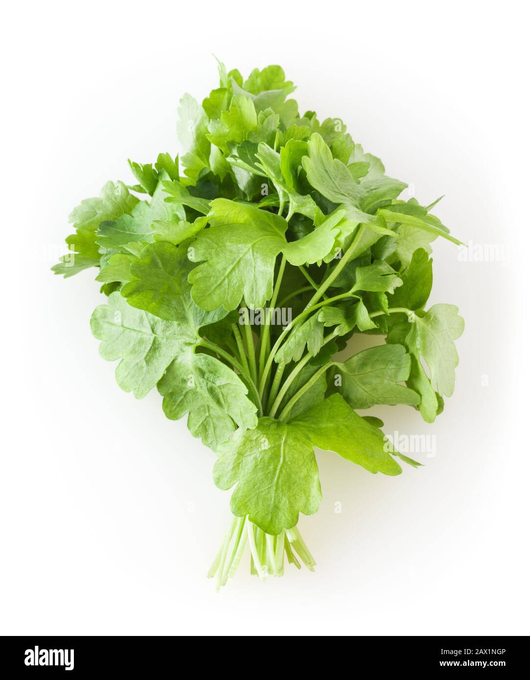 Fresh parsley isolated on white background Stock Photo