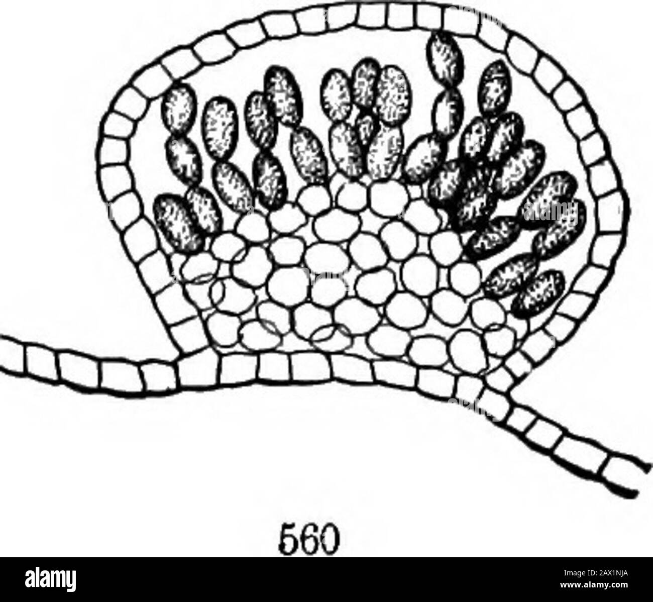 Algée Black and White Stock Photos & Images - Alamy