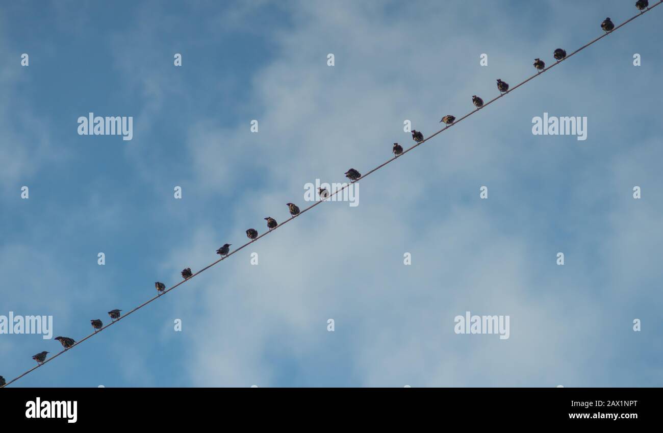 birds sitting on cables of power lines over sky Stock Photo - Alamy