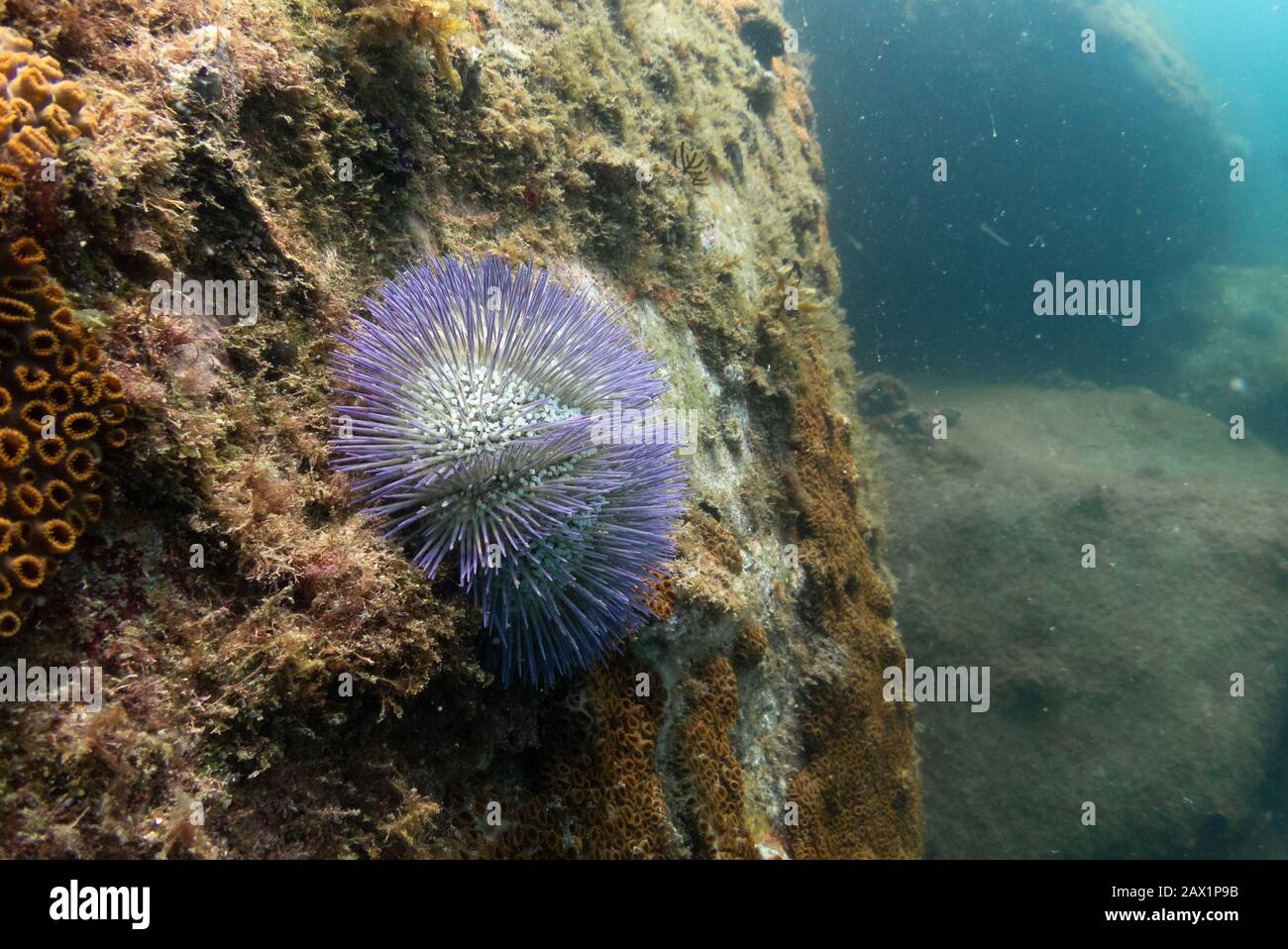 A Green Sea Urchin (Lytechinus variegatus) from Ilhabela, SE Brazil coast Stock Photo