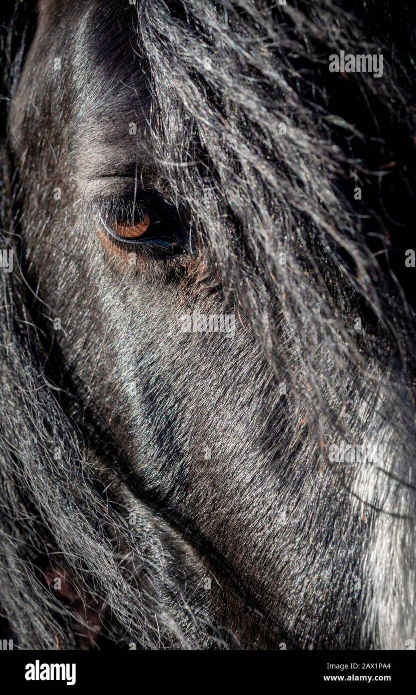 Close up of horses face with one eye showing Stock Photo Alamy