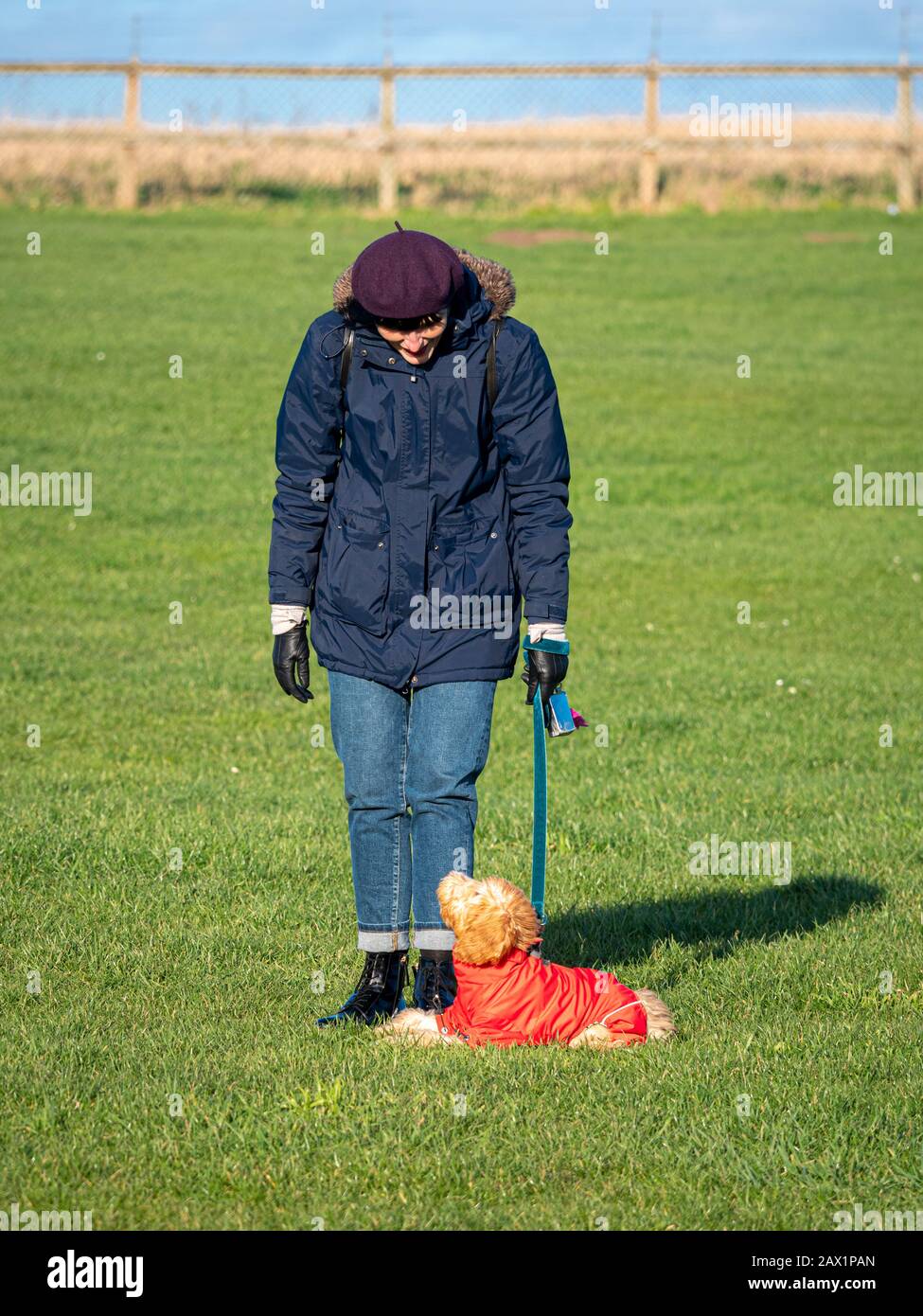 Woman dressed in warm clothes with cockapoo puppy on lead training, also wearing a coat. Stock Photo