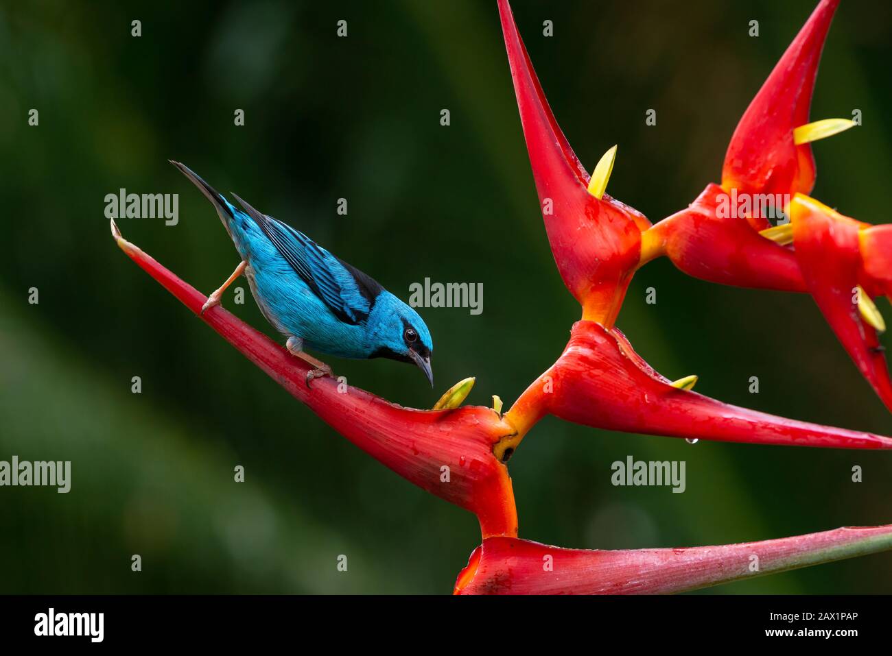 A male Blue Dacnis (Dacnis cayana) sipping nectar from a Helyconia flower Stock Photo