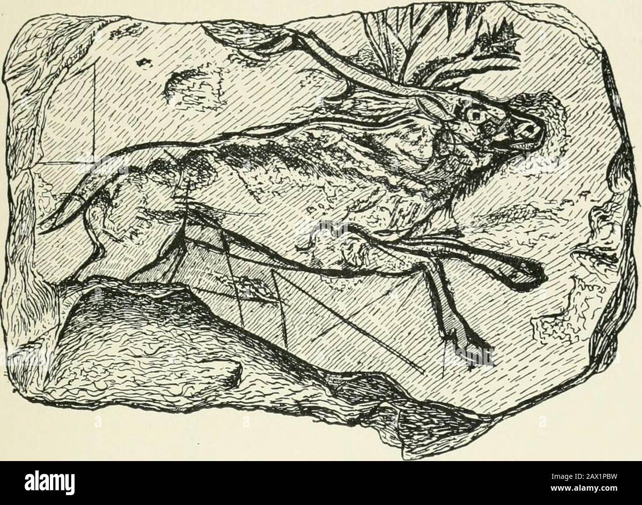 An introduction to the study of prehistoric art . Fig. 72.—Dying reindeer, stone.Gourdan. PALEOLITHIC ART 57. Fig. 73.—Reindeer on schist. S. Marcel. (Natural size.) Stock Photo