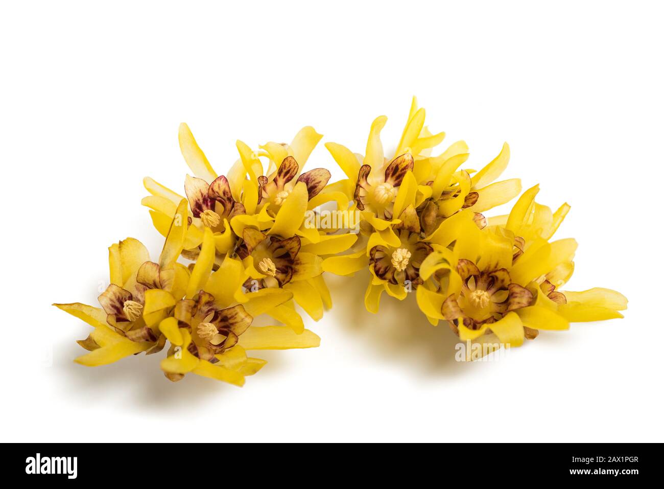Chimonanthus flowers isolated on white background Stock Photo