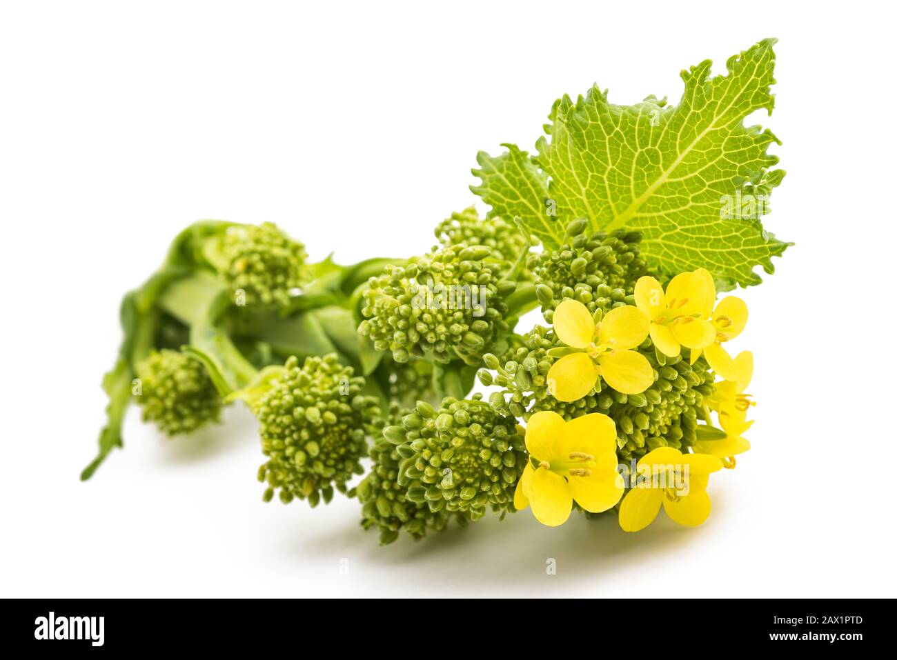 Fresh  rapini or broccoli rabe  isolated on white background Stock Photo