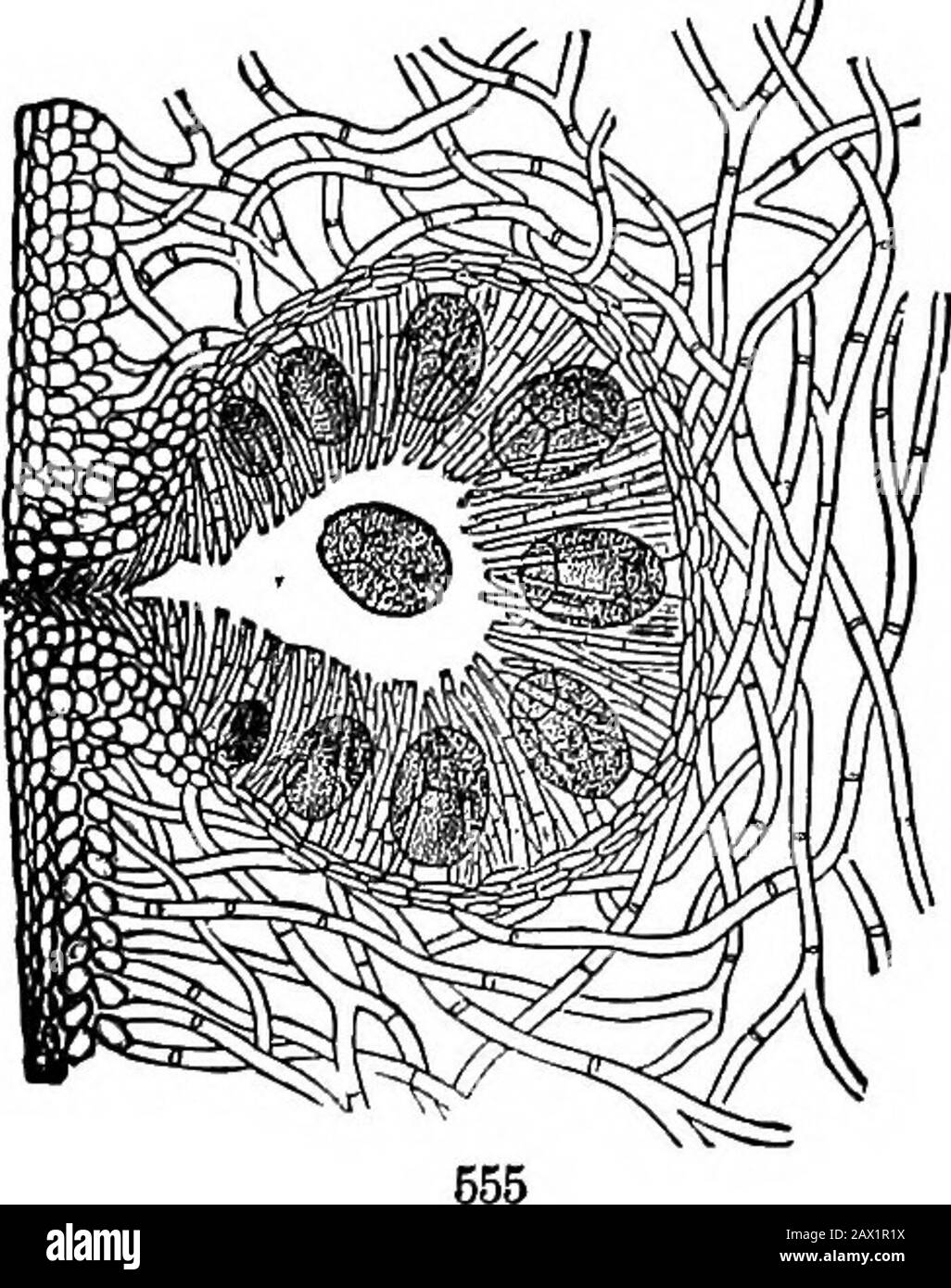 The elements of botany for beginners and for schools . enwrapped by tubular cells twisted around it: by the side of this is asmaller and globular antheridium. The latter breaks up into eight shield- FlG. 553. Agarum Tumeri, Sea Colander (so called from the perforations withwhich the frond, as it grows, becomes riddled); very much reduced in size. Fio. 554. Upper end of a Rockweed, Fucus vesioulosus, reduced half or more,b, the fnictifioatjon. 168 CRYPTOGAMOUS OR FLOWEBLESS PLANTS. [SECTION 17. shaped pieces, with au internal stalk, and bearing long and ribbon-shapedfilaments, which consist of Stock Photo