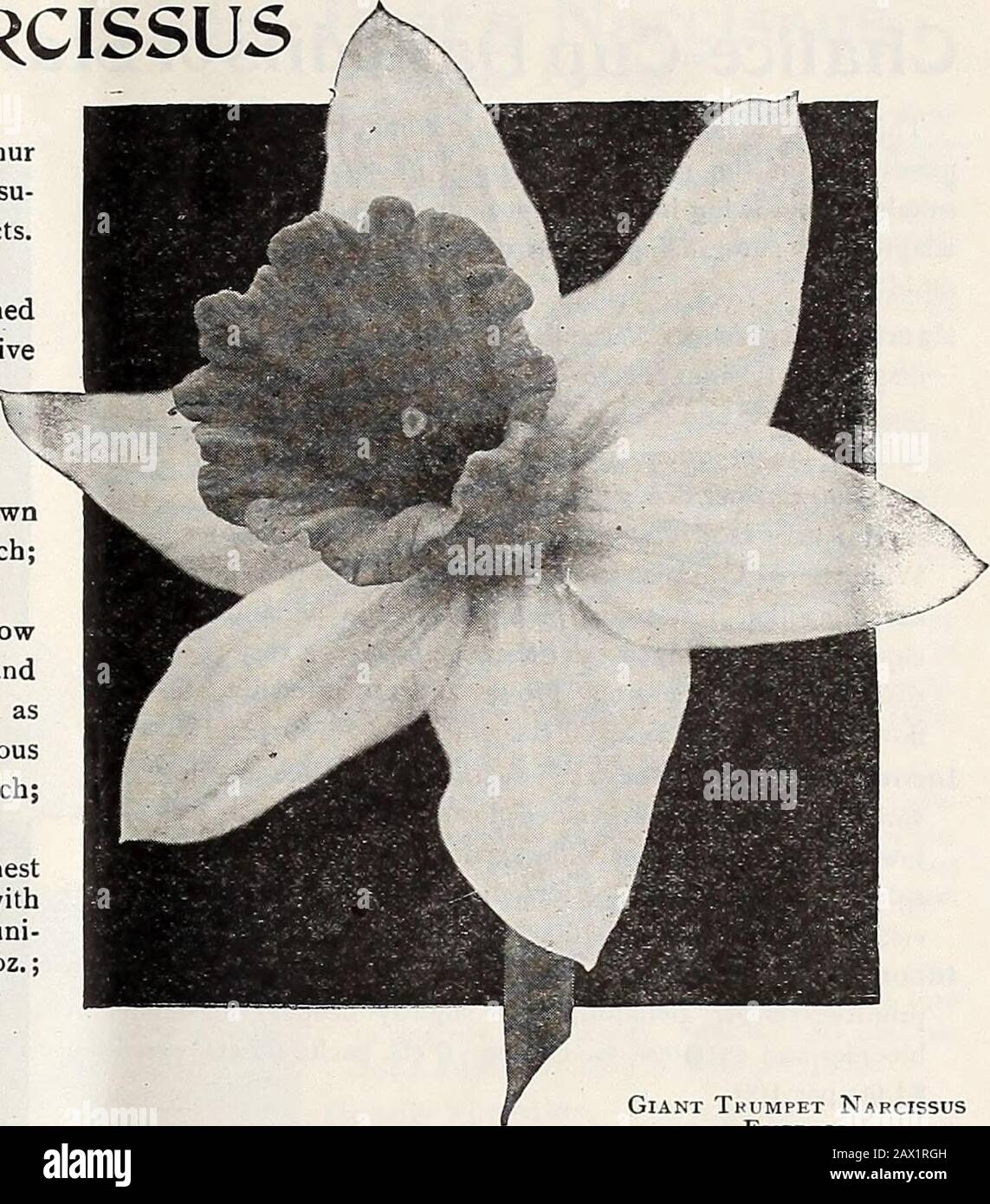 Dreer's autumn catalogue 1920 . Giant Trumpet Narcissus, Olympia Giant Tkumpet NarcissusEmpress Mme de Graaff. A magnificent flower; the perianth issnow white, the large trumpet is slightly tinted with prim-rose, which changes to white, has been well named TheQueen of Daffodils. 12 cts. each; $1.25 per doz.;50 per 100.Olympia. This remarkably fine Daffodil might briefly bedescribed as a greatly improved Emperor,being much larger in size and of a richer,deeper color. It is a wonderfully stronggrower, with fine broad blue-green foliage,and its bold majestic yet artistic flowers areproduced very Stock Photo