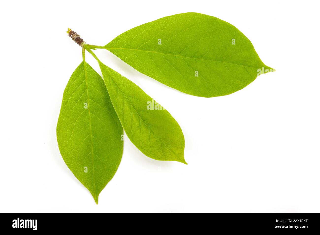 magnolia branch with leaves isolated on white background Stock Photo ...