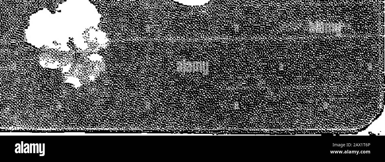 The War Cry . ^a ?? I mm ^^ 440. !%o. Wo. 454. 454,-OiEgfATIS iEeig§.-C«rded, si^- . r.i t. A new aeries of Testa with pretty l!hir«l;??•. lelieulelv tinted. Texts in white li&lt;itvr-:? Lord, Price, each ,,„ , ,...,....g©o.  |^-Mhme.®fth ^ ?A  ? * i l§.. m. 443, Agenta Wasted. Liberal Ten to Energetic ilea tai W«em. IS®. 4S@. IS®. 4§@,-S»£flFESY PEa©E.-S5se IViU 7*k.Curded. An cniin-ly awiv serf*-* of Tnl CasJs «m -tIVjards v5ili e«iM3&lt;-Stt fauini-paiiaKMl nk-£ii?m?i. Ss-;f«-ict!Tesw in twdd wiiiic Itliei*. Tvst-S: * Let the Won! ofClrrtat dM-t-11 U v«a iricHv in nil wis«I«m; lie slro Stock Photo