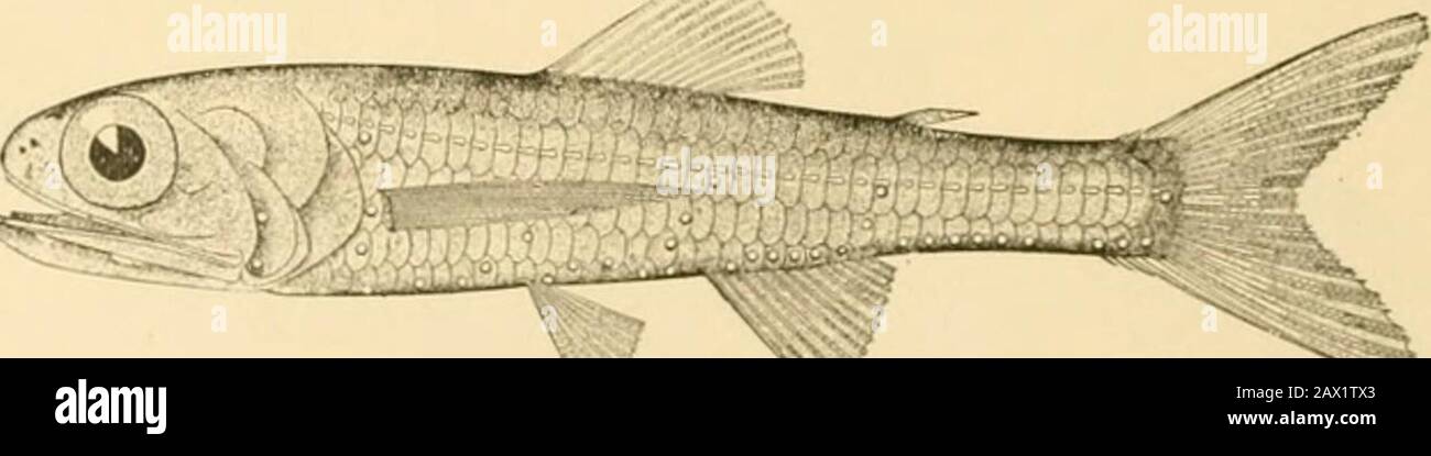 Fishes . Flo. 2tj2—Lantern-fish, Mijctophum ointinum Goode it