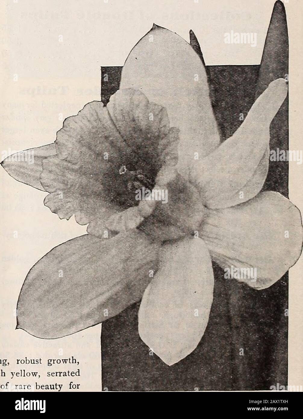 Dreer's autumn catalogue 1920 . deserving of extensiveplanting, and you can set out any of them with full assurancethat you will get a bountiful harvest of blossoms in the spring. Bicolor Victoria. A fine variety, perianth creamy-white,trumpet rich yellow, delicately perfumed; unsurpassed forpot culture and always satisfactory out of doors. 12 cts.each; $1.25 per doz.; $8.00 per 100. Emperor. This grand variety is one of the largest and finest Daffodils in cultivation, pure yellow trumpet of immense size, and wide overlapping, rich primrose perianth; for bedding, naturalising or for growing in Stock Photo