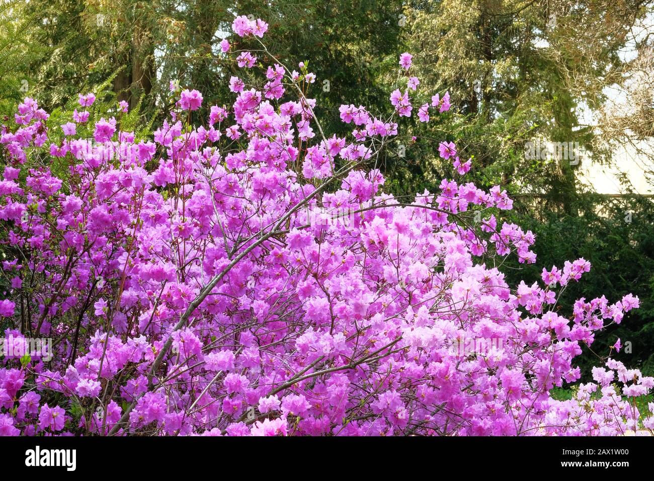 Rhododendron is blooming in arboretum, close up. Purple gentle flowers is growing in city park. Landscaping and decoration in springtime season. Stock Photo
