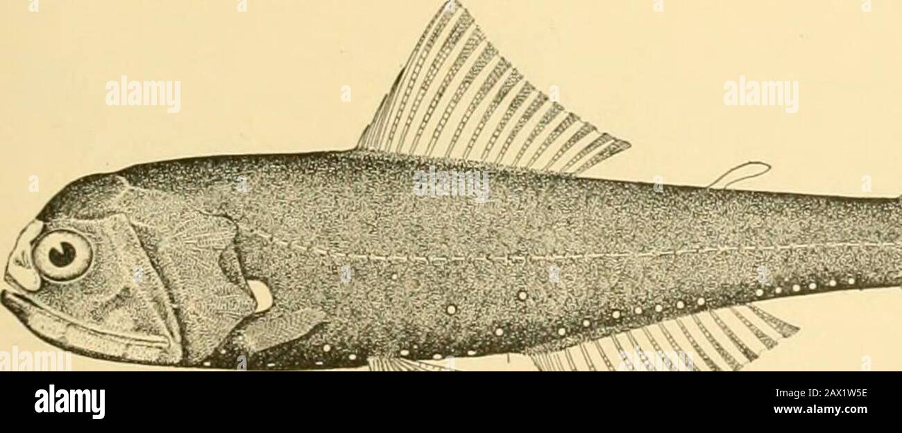 Fishes . Fig. 260 —Cetomimns gillii Goode & Bean. Gulf Stream. taken at great depths in the Atlantic. The relationship of thesefishes is wholly uncertain. The Ceto)niiindcc are near allies of the RondeletiidcB, havingthe mouth excessively large, with the peculiar form seen in theright whales, which these little fishes curiously resemble. Myctophidae.— The large family of Myctophidcc, or lantern-fishes, is made up of small fishes allied to the Aidopidcs, but. Stock Photo