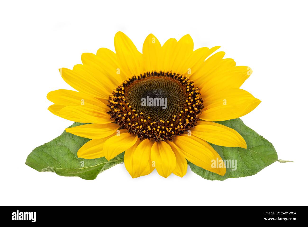Sunflower isolated on white background Stock Photo
