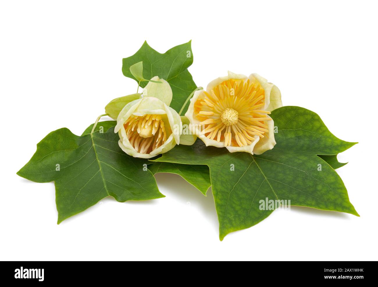 Tulipier branch with  flowers isolated on white background Stock Photo