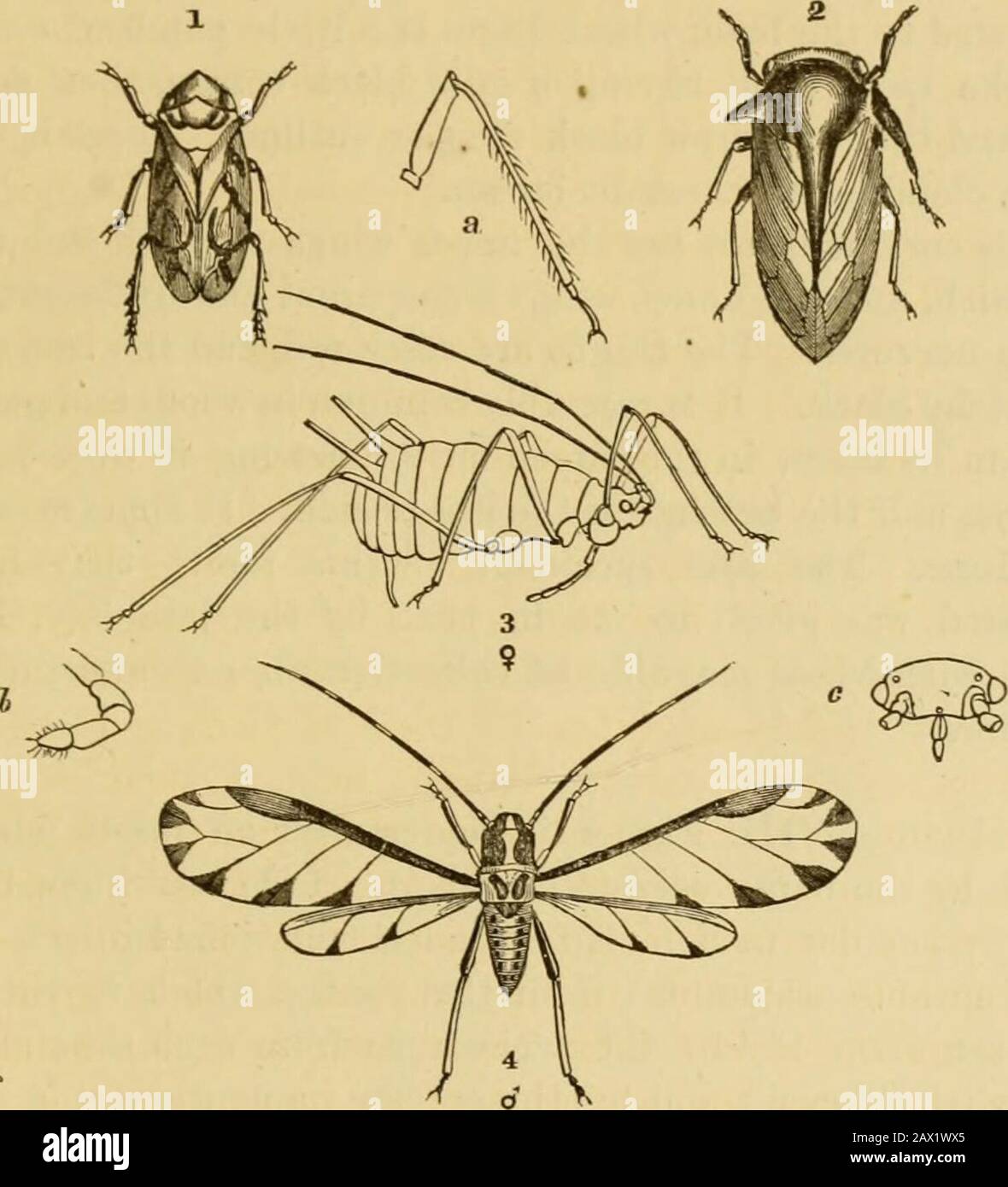 Insects dissection hires stock photography and images Alamy