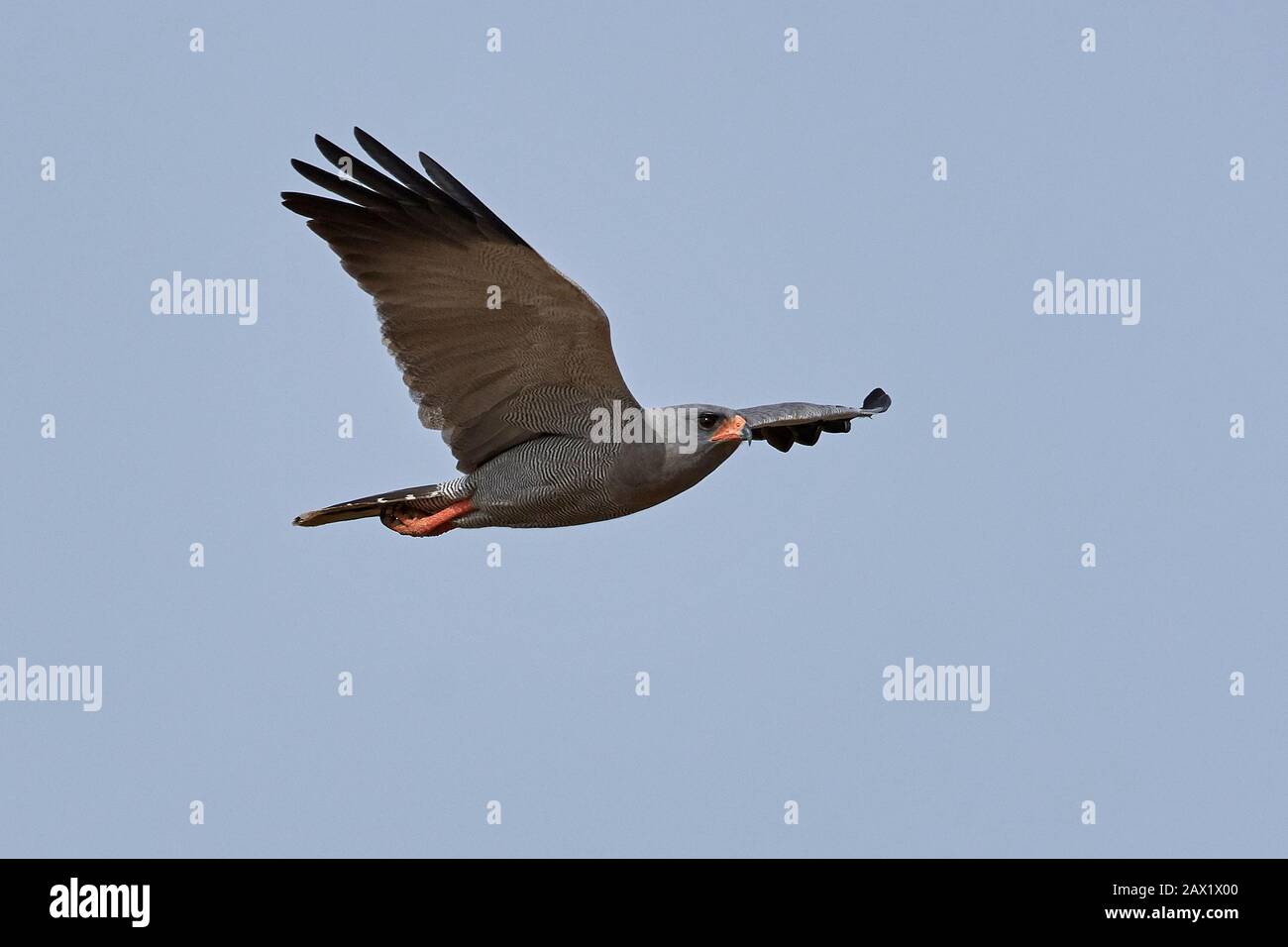 Dark chanting goshawk in its natural habitat in Gambia Stock Photo - Alamy