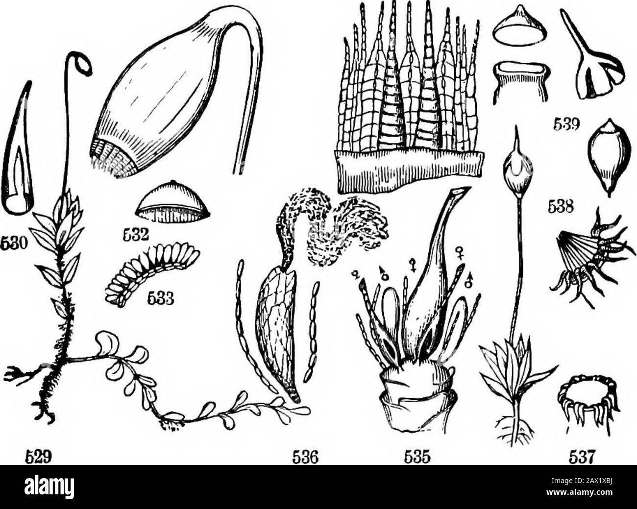 The elements of botany for beginners and for schools . Fio. 527. Single plant of Physcomitrium pyriforme, magnified.leaf, cut across; it consists of a single layer of cells. 8. Top of a 164 CRYPTOGAMOUS OR FLOWERLESS PLANTS. [SECTION 17. end of the stem. The analogue of the anther {Antheridinm) is a cellularsac, which in bursting discharges innumerable delicate cells floating in amucilaginous Lquid; each of these bursts and sets free a vibratile self- 631 631 eil 640. moving thread. These threads, one or more, reach the orifice of the pistil-shaped body, the Pistillidium, and act upon a partic Stock Photo