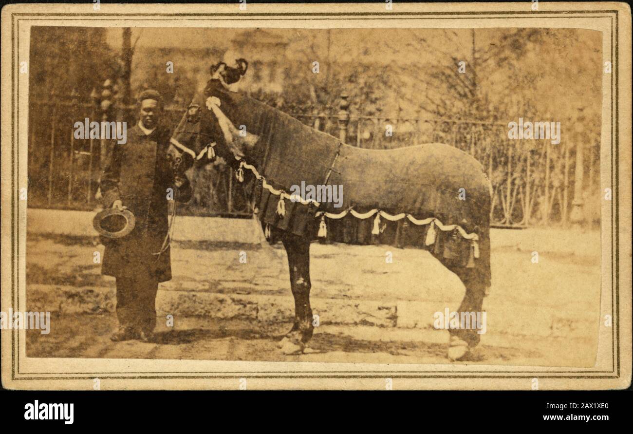 1865 , USA : President Lincoln's horse, Old Robin . The U.S.A. President ABRAHAM LINCOLN ( 1809 - 1865 ). Funeral car passing for SPRINGFIELD , ILLINOIS . Photo by  F. W. INGMIRE ( 1822 - 1876 ) -  Presidente della Repubblica - Stati Uniti -  USA - Abramo - funerale - carro funebre - corteo - cavallo - horse - uomo di colore - nero americano - black american - stalliere ----  Archivio GBB Stock Photo