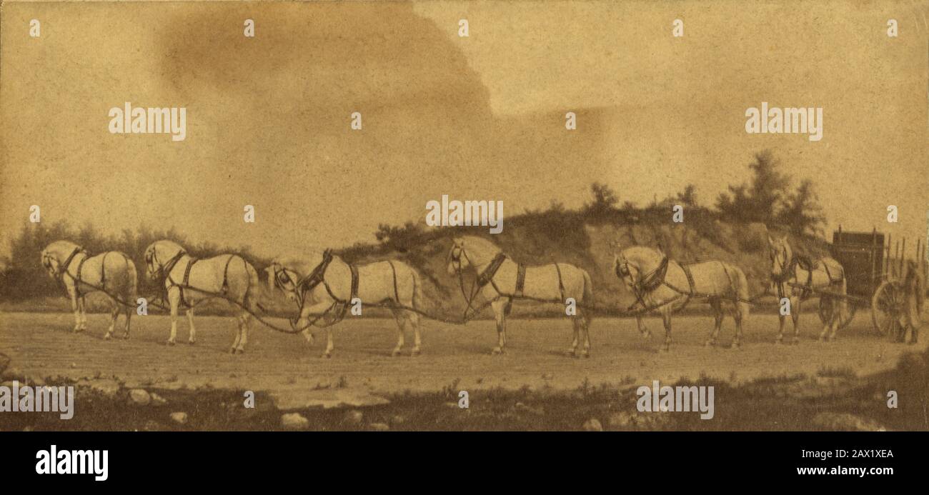 1865 , USA : President Lincoln's horses for funeral . The U.S.A. President ABRAHAM LINCOLN ( 1809 - 1865 ). -  Presidente della Repubblica - Stati Uniti -  USA - Abramo - funerale - carro funebre - corteo - cavallo - horse - cavalli - horses  ----  Archivio GBB Stock Photo