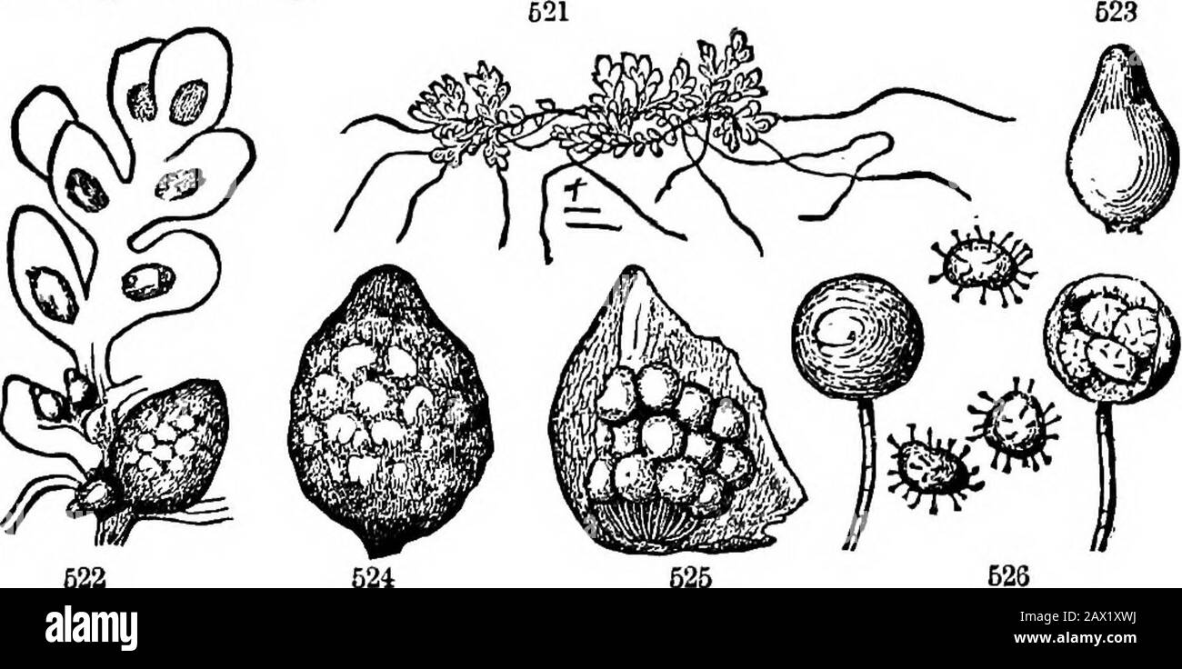 The elements of botany for beginners and for schools . spore-cases of two kinds,intermixed. The larger ones contain each a large spore, or macrospore;the smaller contain numerous microspores, immersed in mucilage. Atmaturity the fruit bursts or splits open at top, and the two kinds of sporesare discharged. The large ones in germination produce a small prothallus;upon which the contents of the microspores act in the same way as inPerns, and with a similar result. 496. AzoUa is a little floating plant, looking like a small Liverwort orMoss. Its branches are covered with minute and scale-shaped l Stock Photo