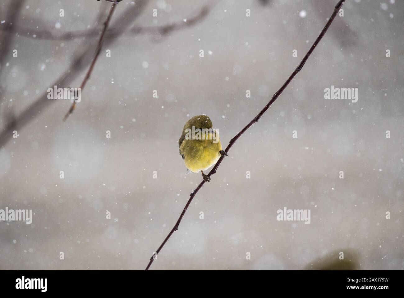 American Gold Finch perched in snow covered crab apple tree. Stock Photo