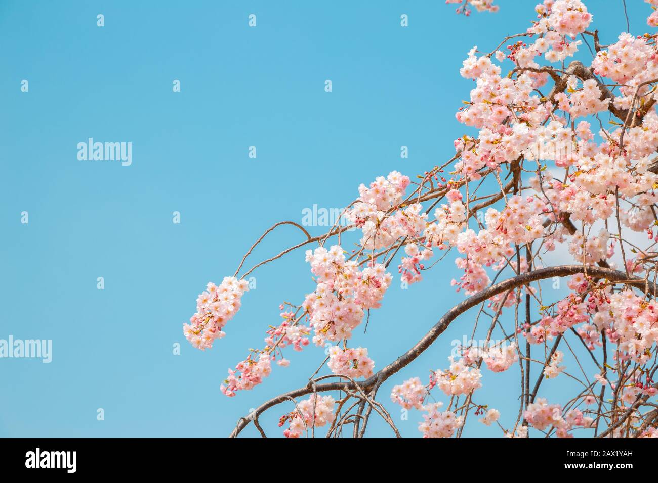 Pink cherry blossoms sakura with blue sky in spring day Stock Photo - Alamy