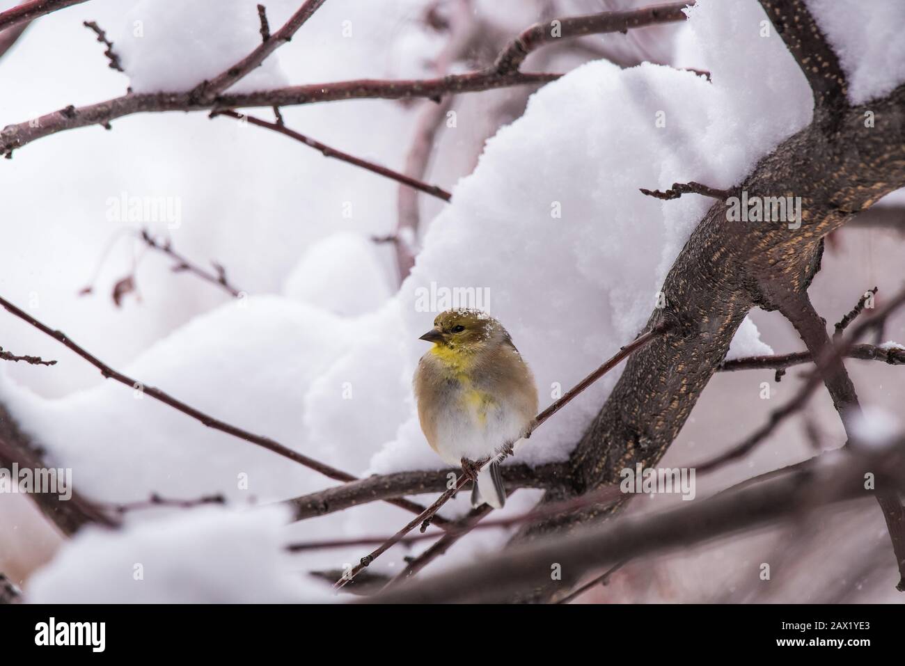 American Gold Finch perched in snow covered crab apple tree. Stock Photo