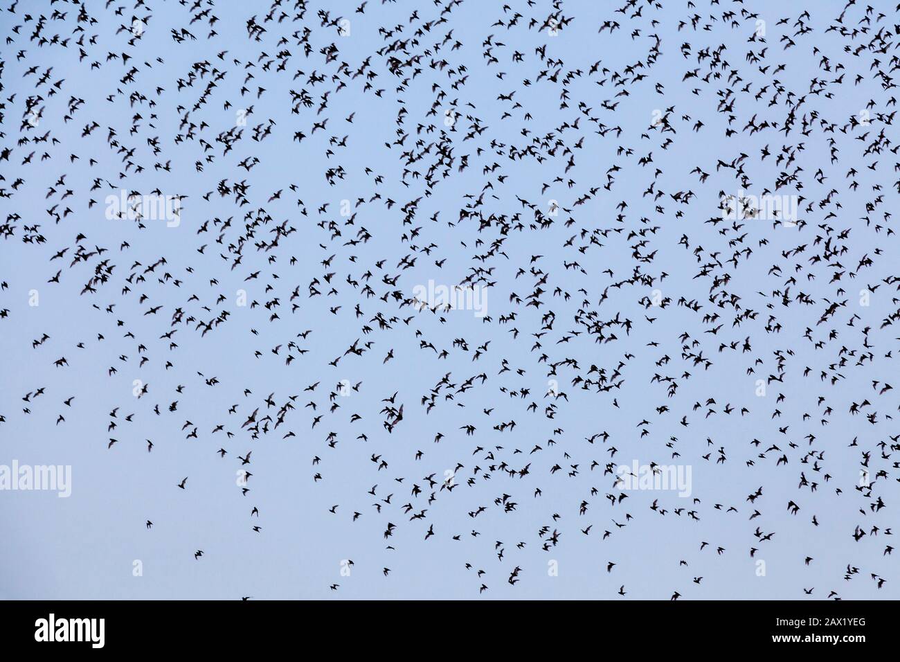 Wat Sampeau Bat Cave, Battambang, Cambodia Stock Photo Alamy