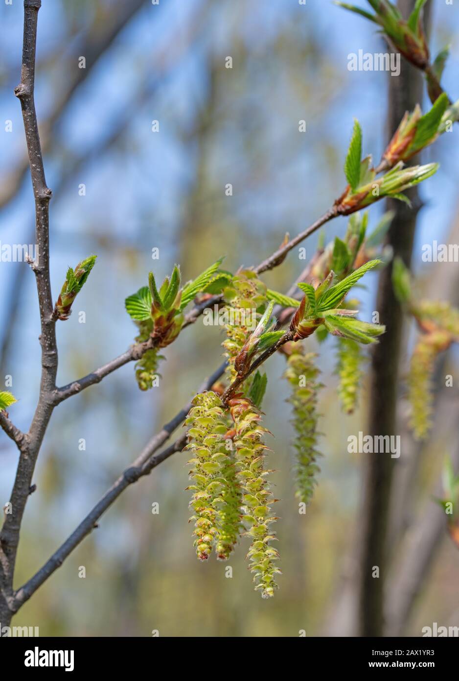 Male flowers of the hop beech, Ostrya carpinifolia Stock Photo